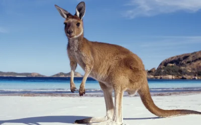 Welcome to Australia: A Skilled Migrants Guide